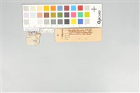 五色鳥藏品圖，第11張